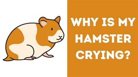 crying hamster|Hamster Crying – How to Stop Your Hamster From Crying.